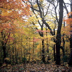 Fall colors enhance an Illinois woods