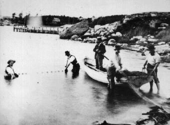 early photo of researchers collecting samples in Woods Hole