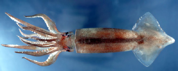 Northern shortfin squid