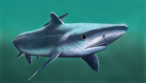 blue shark