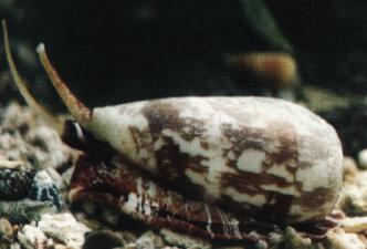 killer snail Conus Striatus