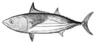 skipjack tuna