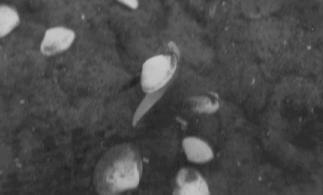 clams showing foot