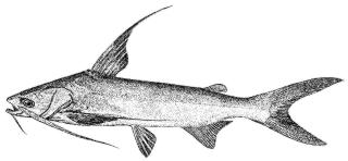 Gafftopsail Catfish 
