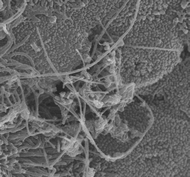 Multi-walled carbon nanotubes (MWCNT) in conducting airways of the mouse lung after inhalation exposure