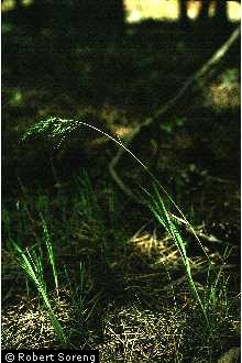 Photo of Poa bulbosa L.