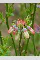 View a larger version of this image and Profile page for Vaccinium darrowii Camp