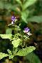 View a larger version of this image and Profile page for Trichostema dichotomum L.