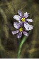 View a larger version of this image and Profile page for Sisyrinchium montanum Greene