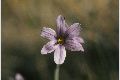 View a larger version of this image and Profile page for Sisyrinchium montanum Greene