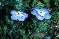 View a larger version of this image and Profile page for Nemophila menziesii Hook. & Arn.