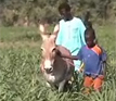 Farming in Senegal