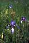 View a larger version of this image and Profile page for Iris prismatica Pursh ex Ker Gawl.