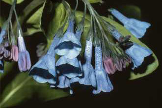 Photo of Mertensia virginica (L.) Pers. ex Link