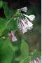 View a larger version of this image and Profile page for Mertensia virginica (L.) Pers. ex Link