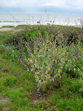 H. arogphyllus