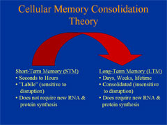 Link - to powerpoint presentation: The Labile Nature of Consolidation Theory<br><center><em>Karim Nader, Ph.D.</em></center>