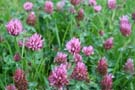 Clover used as a cover crop.