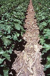 Photo: Rows of no-till cotton planted directly into an unplowed cornfield.  By David Nance.  Source: U S D A, A R S, Image Number K7520-9i.jpg