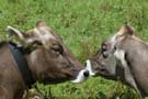two cows kissing.