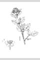 View a larger version of this image and Profile page for Viburnum nudum L.