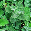 White horehound