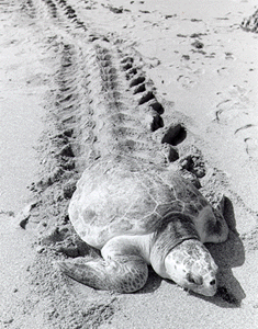loggerhead turtle crawling in sand