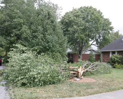 Tree down in Metropolis, IL