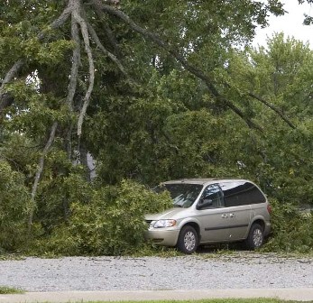 Tree on vehicle