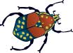 clipart of bug