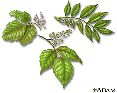Illustration of poison oak, poison ivy and poison sumac