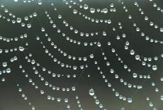 Photograph of water drops on a spider web