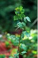 View a larger version of this image and Profile page for Rhus aromatica Aiton