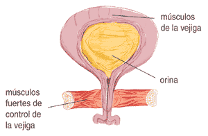 Imagen de la vejiga, y los músculos relacionados en el proceso urinario.