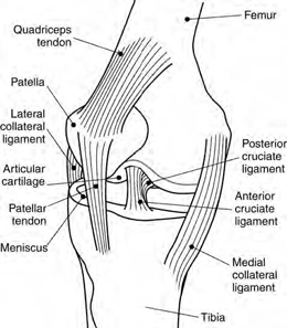 Lateral View of the Knee.