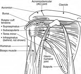 Illustration of the shoulder with the rotator cuff tendons and the biceps muscle called out.