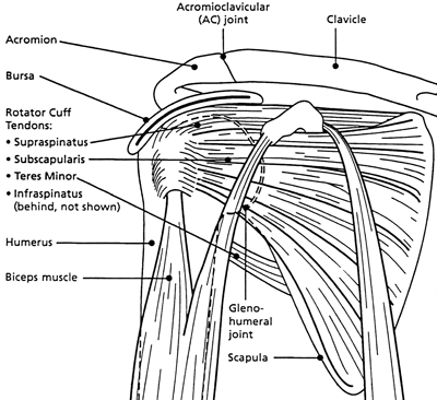 Structure of the Shoulder: shows location of the Acromion, Acromioclavicular (AC) joint, Clavicle, Bursa, Rotator Cuff Tendons (including the Supraspinatus, the Subscapularis, the Teres Minor, and the Infraspinatus), the Humerus, the Biceps, the Clenohumeral joint, and the Scapula.