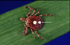 Image of adult female Amblyomma americanum, also called "lone star," tick. 