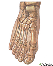 Illustration of the bones of the foot