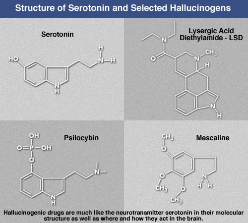 Structure of Serotonin and Selected Hallucinogens