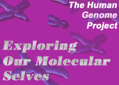 Exploring Our Molecular Selves