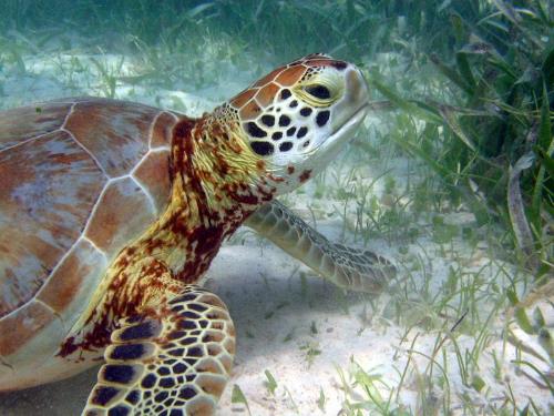 green turtle eating seagrass