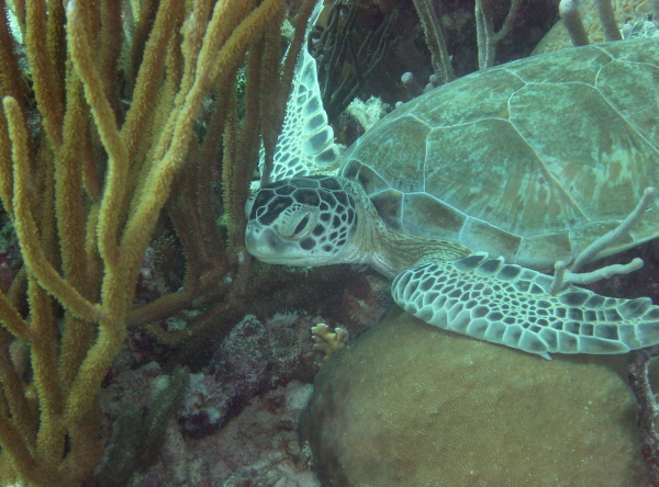 green turtle underwater
