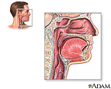 Illustration of throat anatomy