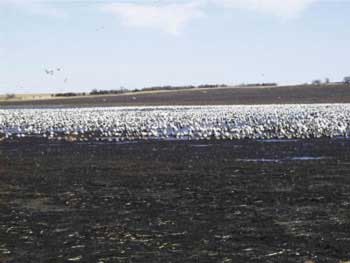 Migrating birds flock to grasslands treated with prescribed fire. (USFWS)