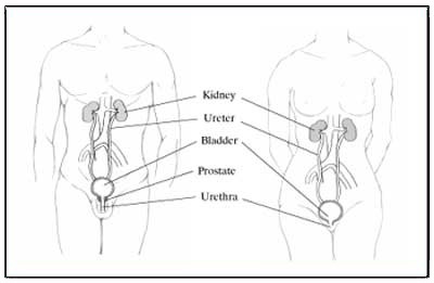 Illustration of male and female urinary tracts, showing kidney, ureter, bladder, prostate(male), and urethera.