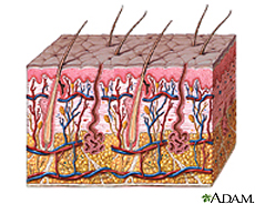 Illustration of skin layers