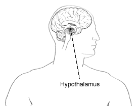 Illustration of the brain with the hypothalamus highlighted.