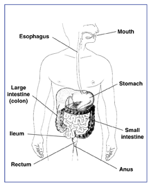 Drawing of the digestive system with parts labeled: mouth, esophagus, stomach, large intestine (colon), small intestine, ileum, rectum, and anus.