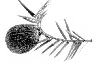 Photo of Torreya taxifolia Arn.